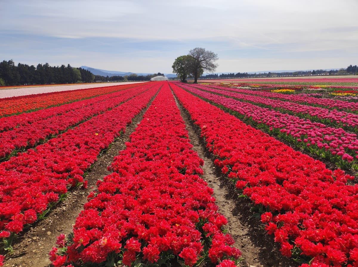 AIRE MULTI-ACTIVITES DES TULIPES