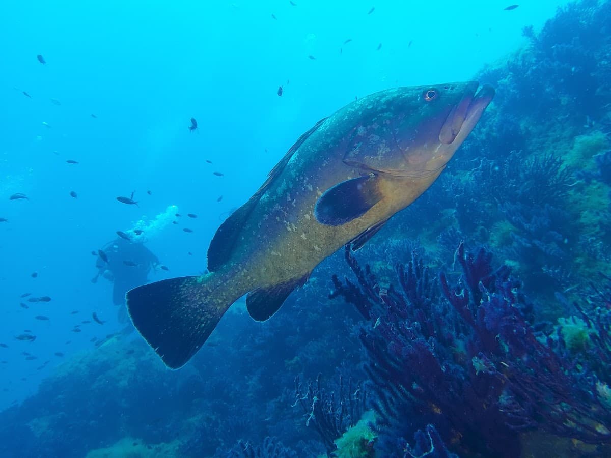 SITE  DE  PLONGEE  SOUS - MARINE