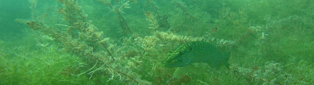 SITE DE PLONGEE DE L'ARBRE A BROCHET