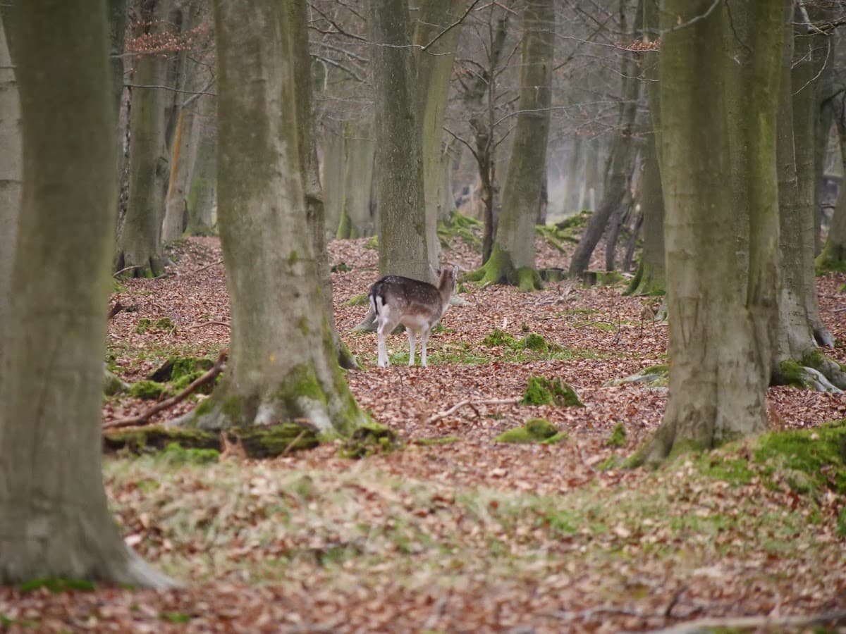 Circuits de randonnée de la Forêt Domaniale de Roumare
